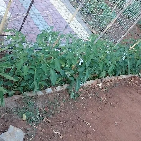 Amazones Apart-hotel Hersonissos (Crete)