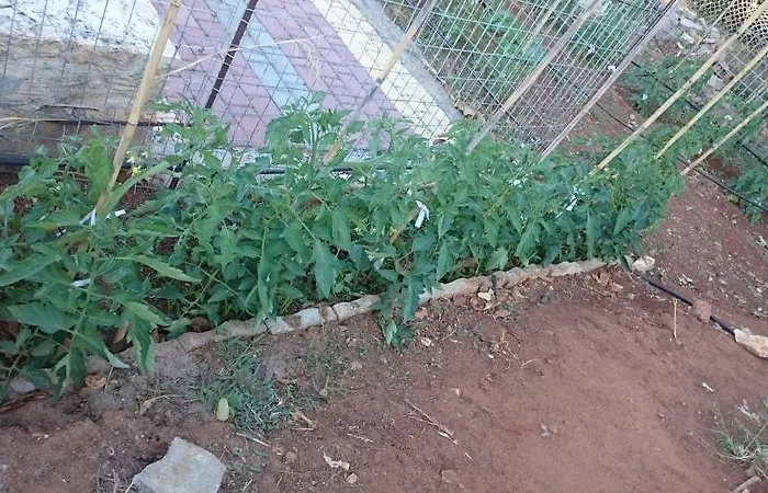 Amazones Hotel apartamentowy Hersonissos (Crete)